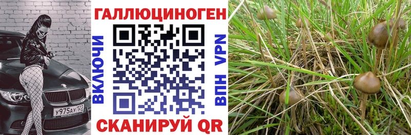 Псилоцибиновые грибы Psilocybe  Липки 